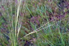Needle and Thread Grass (Hesperostipa comata)