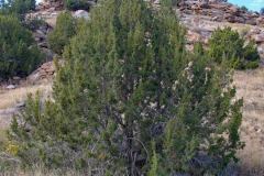 One-seed Juniper (Juniperus monosperma)