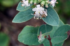 Wolfberry (Symphoricarpos occidentalis)