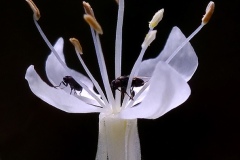 False Gaura (Oenothera glaucifolia)