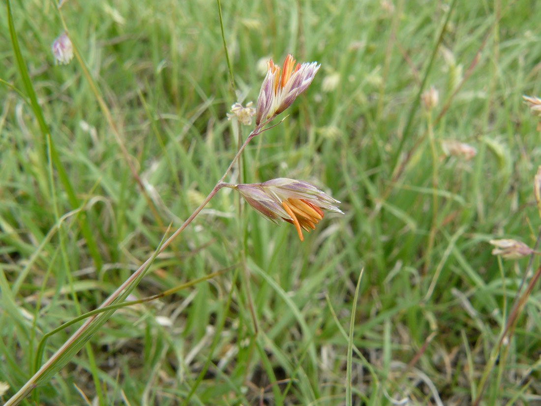 Buffalo Grass (Buchloe dactyloides)