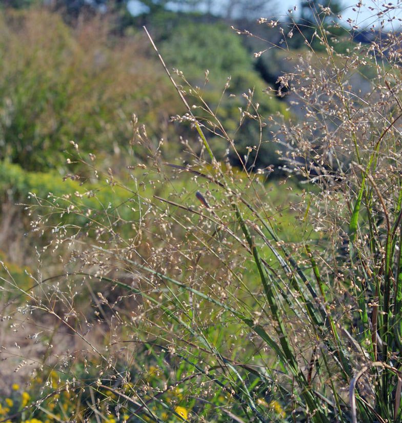 Switchgrass (Panicum virgatum), Grass Family (Poaceae)