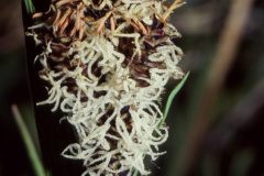 Cliff Sedge (Carex scopulorum)