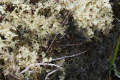 Crinkled Snow Lichen (Flavocetraria nivalis)