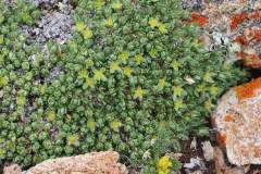 Rocky Mountain Nailwort (Paronychia pulvinata)