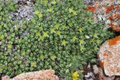 Rocky Mountain Nailwort (Paronychia pulvinata) Rocky Mountain Nailwort (Paronychia pulvinata)