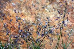 Arctic Bluegrass (Poa arctica) Arctic Bluegrass (Poa arctica)