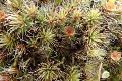Bristly Haircap Moss (Polytrichum piliferum) Bristly Haircap Moss (Polytrichum piliferum)