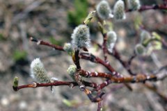 Short-fruit Willow (Salix brachycarpa) Short-fruit Willow (Salix brachycarpa)