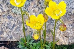 Golden Saxifrage (Saxifraga chrysantha) Golden Saxifrage (Saxifraga chrysantha)
