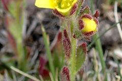 Stoloniferous Saxifrage (Saxifraga flagellaris) Stoloniferous Saxifrage (Saxifraga flagellaris)