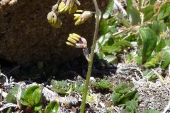 Alpine Meadowrue (Thalictrum alpinum)
