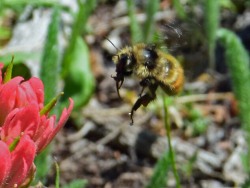 Central Bumble Bee (Bombus centralis)