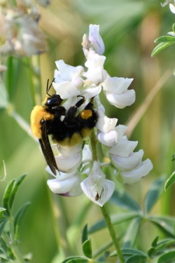 Morrison's Bumble Bee (Bombus Morrisonii)