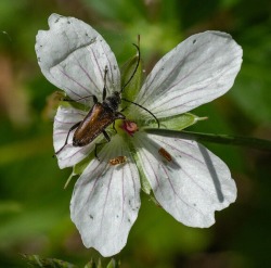 Meadow Flower Long horned beetle (Gnathacmaeops pratensis)