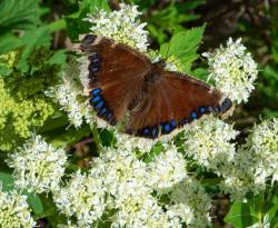 The Mourning Cloak Butterfly (Nymphalis antoipa)