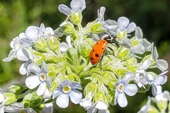 Thirteen Spot Lady Beetle (Hippodamia tredecimpunctata)