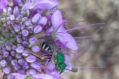 Green Metalic Sweat Bees (Agapostemon Family)