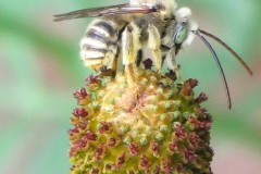 Bees in the Eucerini tribe( longhorn bees)