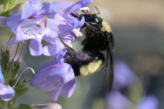 American Bumble Bee (bombus pensulvanicus)