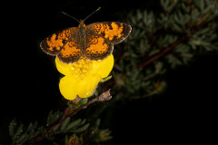 Northern crescent butterfly & Potentilla floribunda