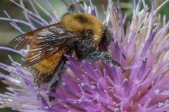 The Nevada Bumblebee (Bombus nevadensis)