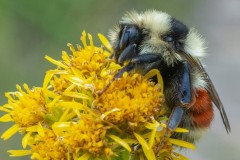 Forest Bumblebee (Bombus sylvicola)
