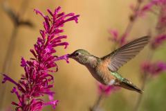Broad Tailed Hummingbird (Selasphorus platycercus )