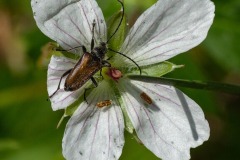 Meadow Flower Long horned beetle (Gnathacmaeops pratensis)