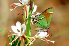 Juniper Hairstreak Butterfly (Callophrys gryneus)