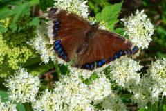 The Mourning Cloak Butterfly (Nymphalis antoipa)