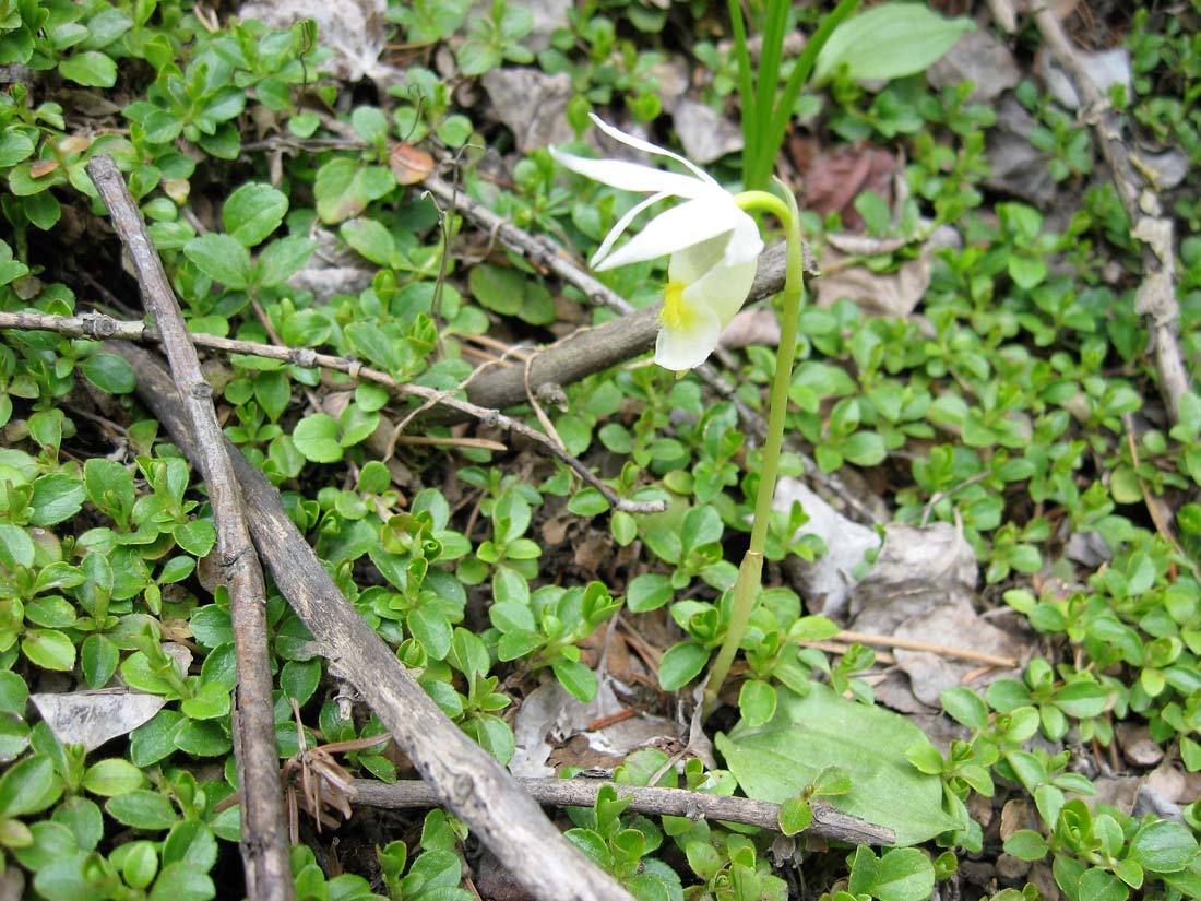 Fairy Slipper Orchid, white form, (Calypso bulbosa)