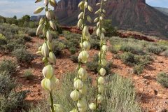 Narrowleaf Yucca (Yucca angustissima var angustissima)