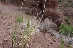 Galleta Grass (Hilaria jamesii)