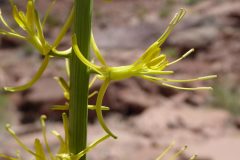 Desert Prince's Plume (Stanleya pinnata)