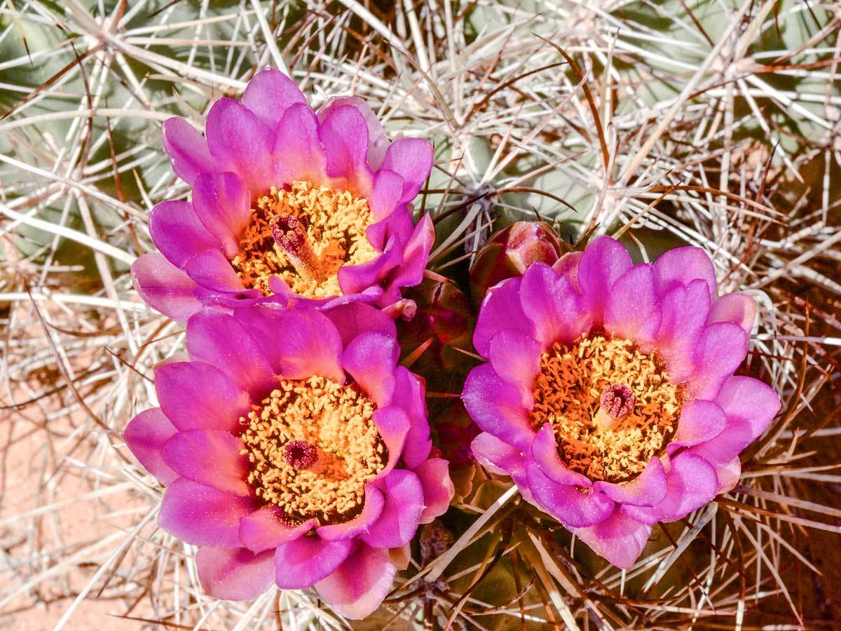 Arid Desert Plants