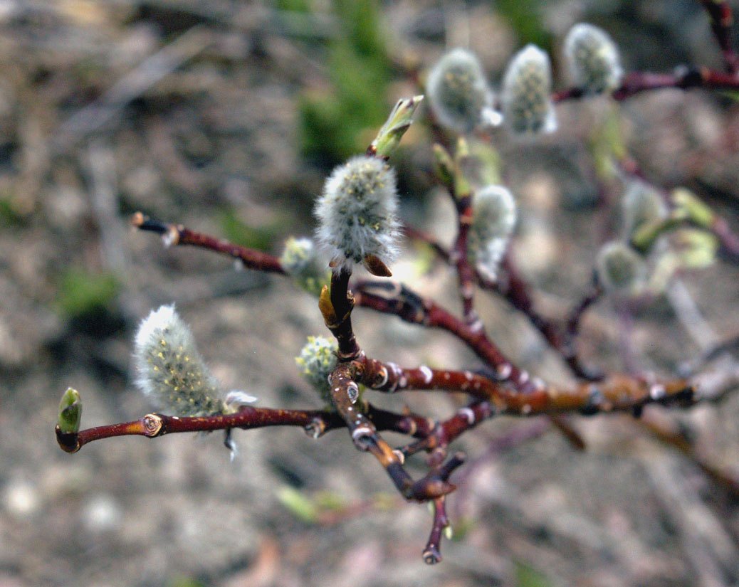 Subalpine Fens - Colorado Native Plant Society