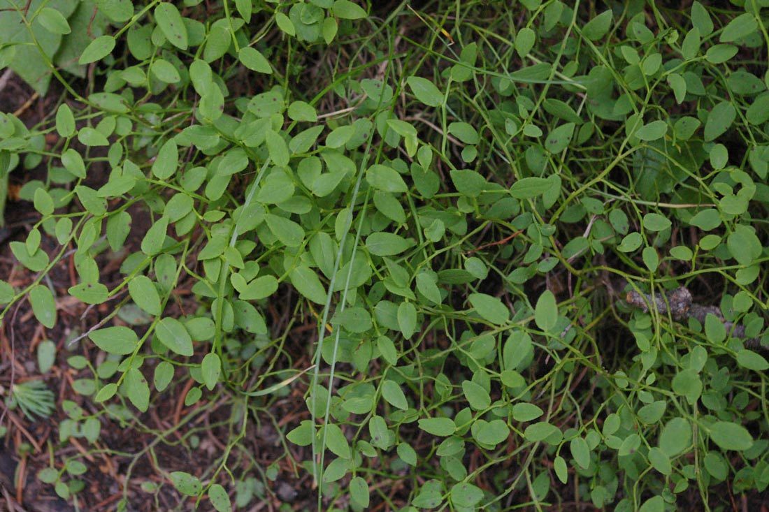 Whortleberry (Vaccinium myrtillus),