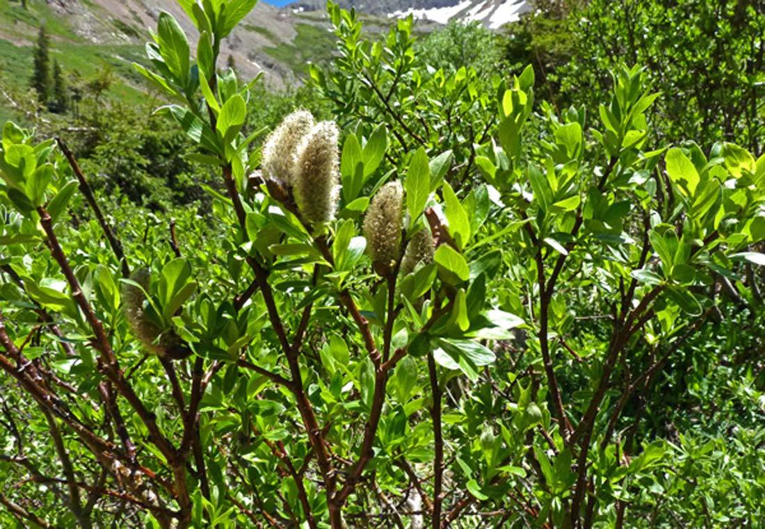 Planeleaf Willow (Salix planifolia)