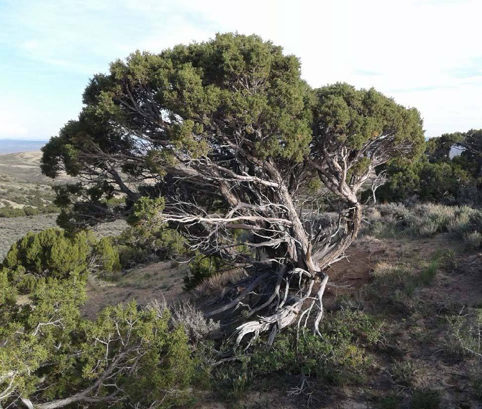 Colorado Plateau Shrublands