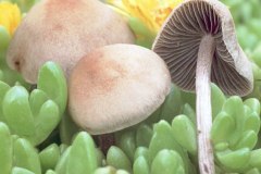 Mower's Mushroom (Panaeolus foenisecii)
