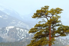 Ponderosa pine (Pinus ponderosa)