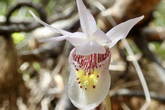Fairy Slipper (Calypso bulbosa), Orchid Family (Orchidaceae)