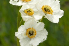 Narcissus Anemone (Anemone narcissiflora)