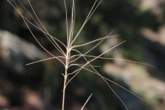 Purple Three-awn Grass (Aristida purpurea)