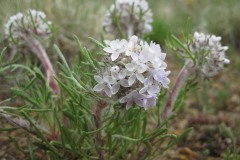 usedArmeria (Armeria maritima subsp. sibirica) in the rare alpine and tag plants galleries.