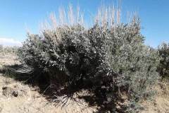 Vasey's Sagebrush (Artemisia tridentata var. vaseyana)