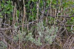 Bigelow'sagebrush (Artemisia bigelovii) 