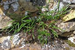 Grassfern (Asplenium septentrionale)
