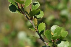 Dwarf Birch (Betula glanulosa)